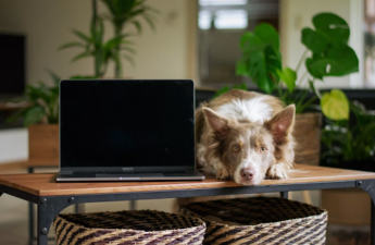 How Digital Shopping Has Changed the Way Australians Care for Their Pets