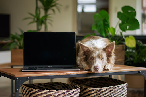 How Digital Shopping Has Changed the Way Australians Care for Their Pets